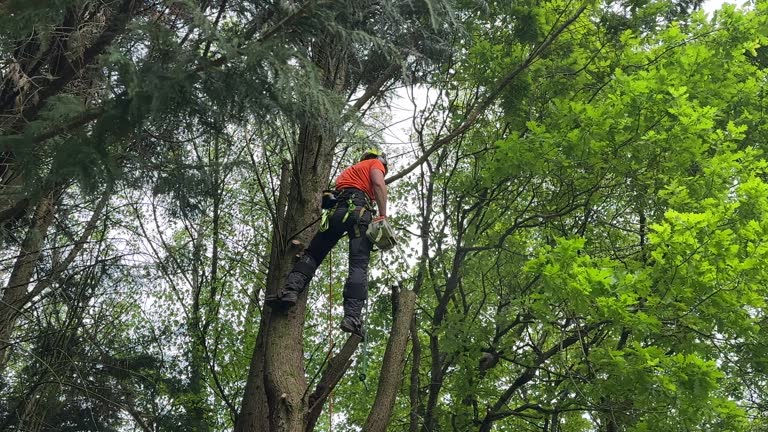 Best Storm Damage Tree Cleanup  in Groveland, FL